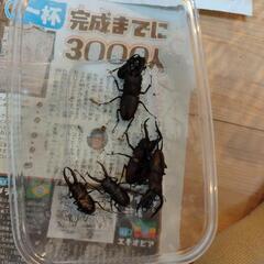 ノコギリクワガタ8匹 