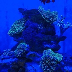 はじめての海水水槽フルセット 30cmオーバーフロー水槽の画像