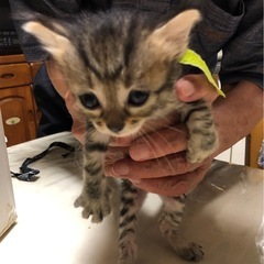里親募集　元気な子猫　🟡