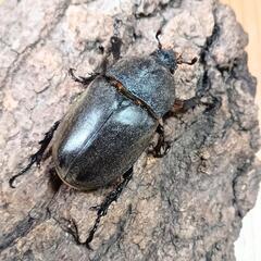国産カブトムシ(大阪府八尾市産)WF1成虫未交尾♀単品