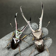 【レア色】メタリフェルホソアカクワガタ　幼虫