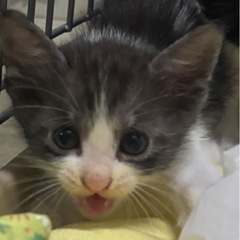 🆘急募 可愛すぎるグレー系子猫くん