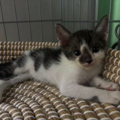 🆘急募 とっても可愛いコアラ模様の子猫ちゃん