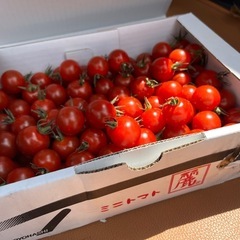 大好評🍅今週で終了です🙇‍♀️糖度9°麗ミニトマト