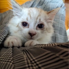 ふわっとシャム系ちゃん🐱