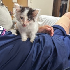 子猫