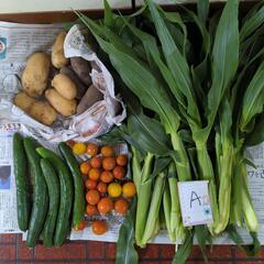 【お取引先決定済】ヤングコーンと野菜のセットＡ