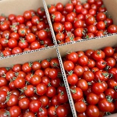 愛知県産🍅糖度8°美のミニトマト入荷しました！✨