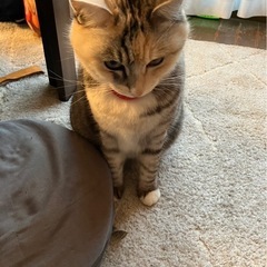 迷子の猫を探しています