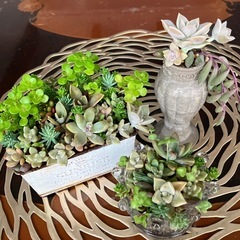 多肉寄せ植え三点セット