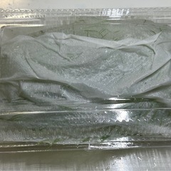 【メダカに合う水草】 マツモの画像