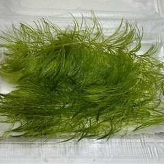 【メダカに合う水草】 マツモの画像