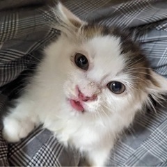 ふわふわシロキジちゃん
