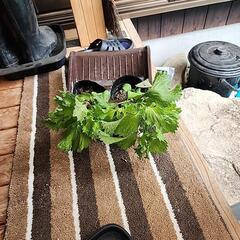 ③大葉の苗2本