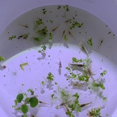 ミナミヌマエビ10匹＋‪α（受付終了）