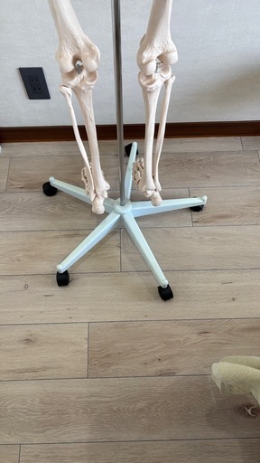 全身骨模型　等身大