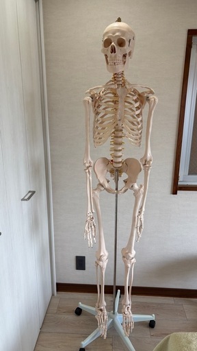 全身骨模型　等身大