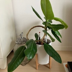 ⑧観葉植物　フィカス アルテシーマ　