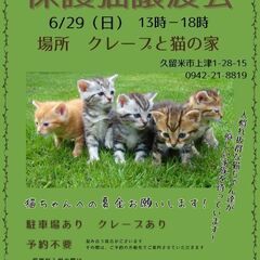 保護猫譲渡会6/29(日)