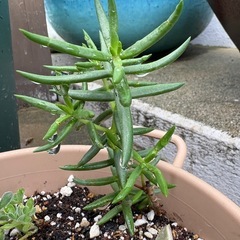 多肉植物　テトラゴナ