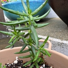 多肉植物　テトラゴナの画像