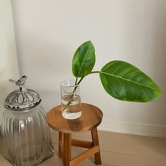 ③観葉植物　フィカス アルテシーマ　