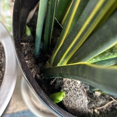 観葉植物サンセベリア（お話中）の画像