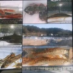 ①日淡・ガサガサ採集、フィッシングメンバー募集のお知らせ　…