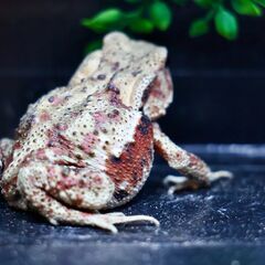二ホンヒキガエル♀8㎝子供　赤系　⑯の画像