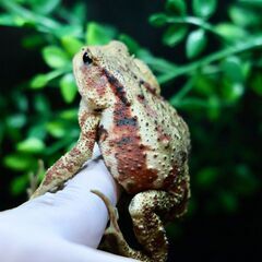 子供日本ヒキガエル♀8㎝　赤系　⑯