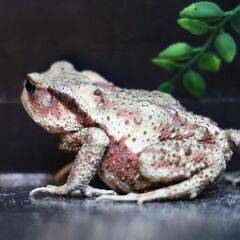 二ホンヒキガエル♀8㎝子供　赤系　⑯の画像