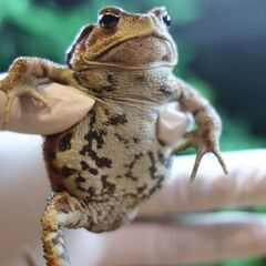 二ホンヒキガエル♀8㎝子供　赤系　⑯の画像