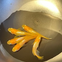 受付中🔴稚魚～幼魚5匹 プラチナ牡丹  めだか ヒカリ体型 可愛...