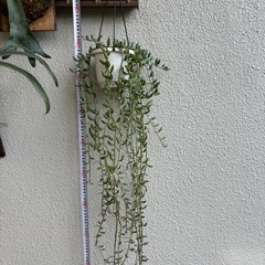 多肉植物 アーモンドネックレス