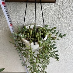 多肉植物 アーモンドネックレスの画像