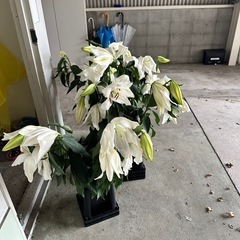 立派なカサブランカ12本の画像