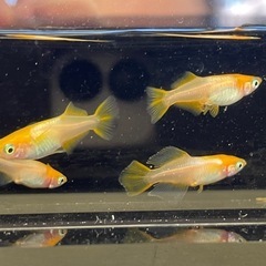 受付中🔴幼魚5匹 プラチナ牡丹  めだか ヒカリ体型 可愛いメダカの画像