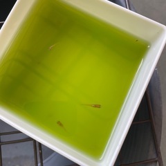受付中🔴幼魚5匹 プラチナ牡丹  めだか ヒカリ体型 可愛いメダカの画像