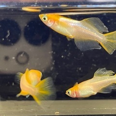 受付中🔴幼魚5匹 プラチナ牡丹  めだか ヒカリ体型 可愛いメダカの画像