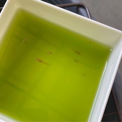 受付中🔴幼魚5匹 プラチナ牡丹  めだか ヒカリ体型 可愛いメダカの画像