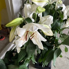 立派なカサブランカ12本の画像