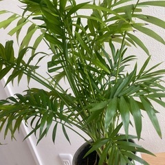 観葉植物　鉢付き　テーブルヤシ　の画像