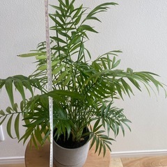 観葉植物　鉢付き　テーブルヤシ　の画像