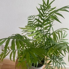 観葉植物　鉢付き　テーブルヤシ　の画像