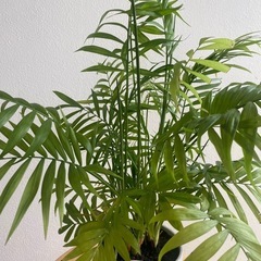 観葉植物　鉢付き　テーブルヤシ　の画像