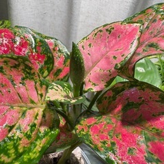 ｱｸﾞﾗｵﾈﾏ ﾚｯﾄﾞﾊﾞﾚﾝﾀｲﾝ（たぶん） 観葉植物の画像