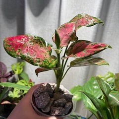 ｱｸﾞﾗｵﾈﾏ ﾚｯﾄﾞﾊﾞﾚﾝﾀｲﾝ（たぶん） 観葉植物の画像