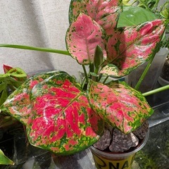 ｱｸﾞﾗｵﾈﾏ ﾚｯﾄﾞﾊﾞﾚﾝﾀｲﾝ（たぶん） 観葉植物の画像