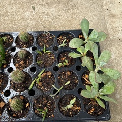 多肉植物 寄せ植えの画像