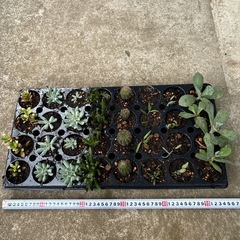 多肉植物 寄せ植え